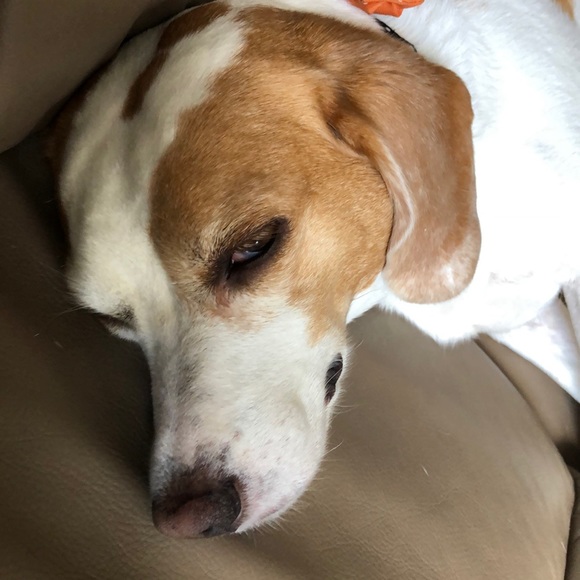 Meet your Posher, Lisa - Picture 1 of 1